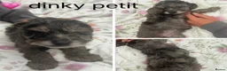 Mixed Breed dogs for sale:  doxiepoo pups 1x girl x3 boys  - Advert 5