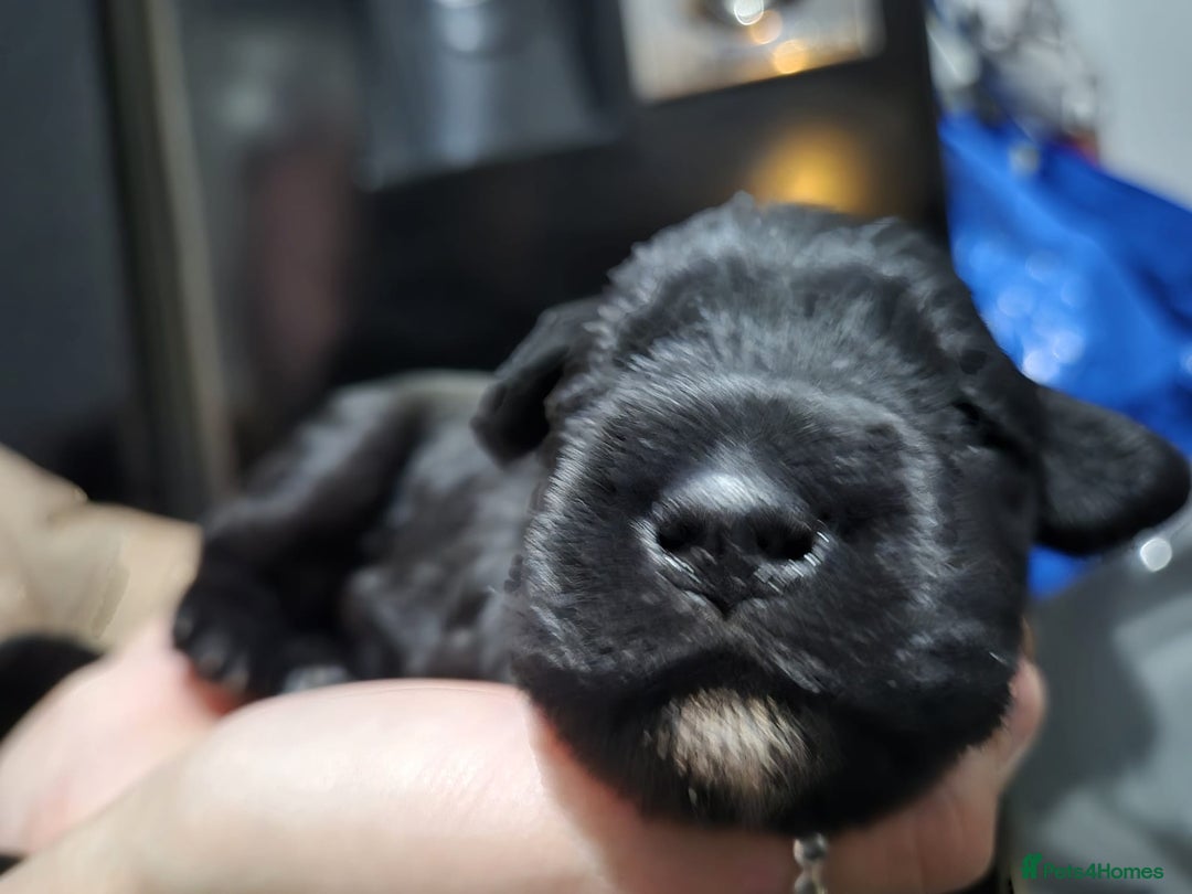 Miniature Schnauzer dogs for sale: 2xBeautiful kc reg mac/eye clr mini schnauzer girl - Image 2