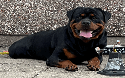 Rottweiler dogs for stud: Perfect Rottweiler for STUD - Image 1