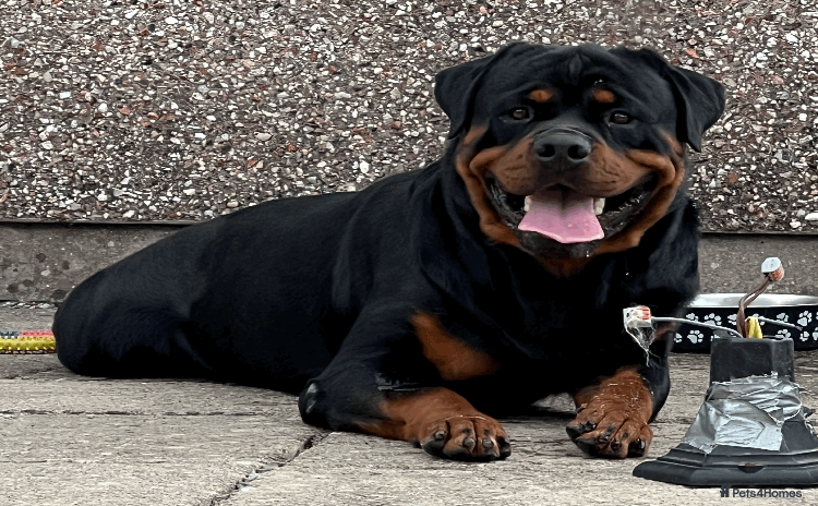 Rottweiler dogs - Advert 1