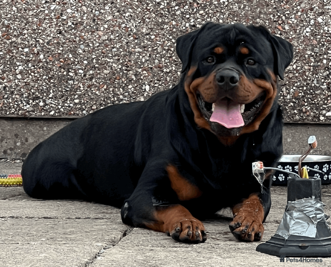 Rottweiler dogs for stud: Perfect Rottweiler for STUD - Image 1