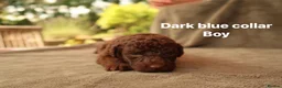 Labradoodle dogs for sale: Labradoodles Miniature/Midi Puppies Muliti Gen  - Advert 19