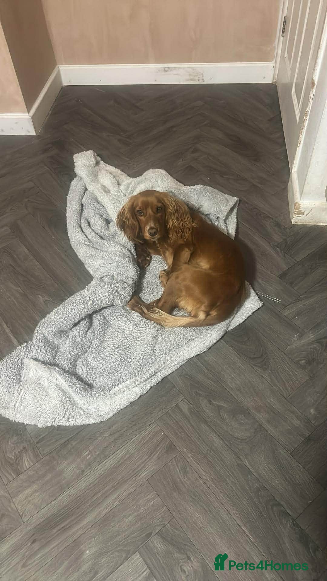 Cocker Spaniel dogs for sale: Dotty the cocker spaniel - Advert 1