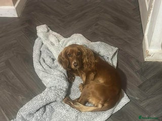 Cocker Spaniel dogs Dotty the cocker spaniel - Advert 1