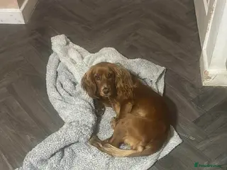 Cocker Spaniel dogs Dotty the cocker spaniel - Advert 11