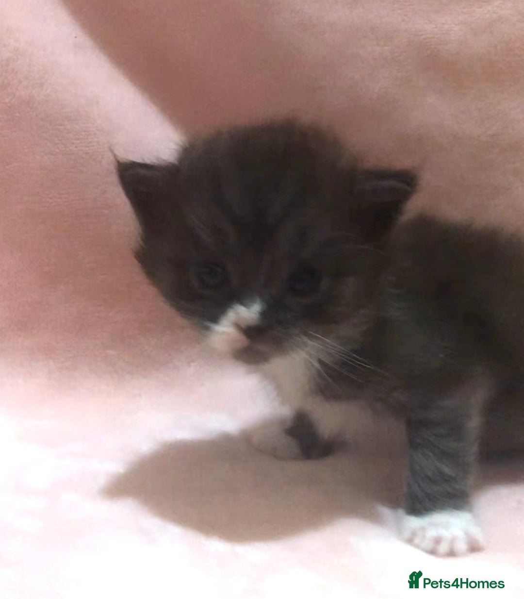 Maine Coon cats for sale: Maine Coon Kittens (Ready in 1 weeks)  - Image 16