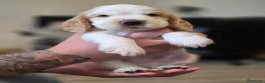 Cocker Spaniel 5