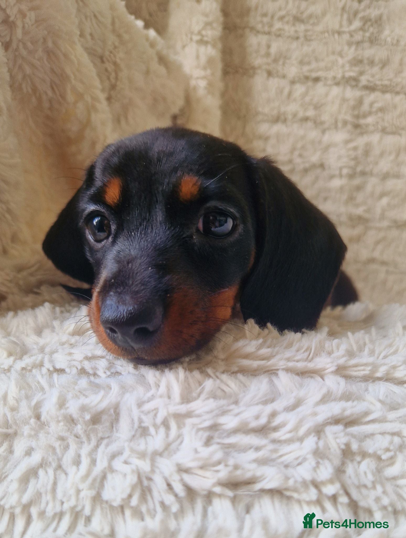 Miniature Dachshund dogs Champion RUS and UK Mini Smooth-Haired Dachshund  - Advert 1