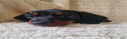 Miniature Dachshund dogs for sale: Champion UK & RUSSIAN Mini Smooth Dachshund  - Advert 3