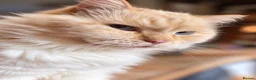 Ragdoll cats for sale: 6 ragdoll cross kittens  - Advert 6