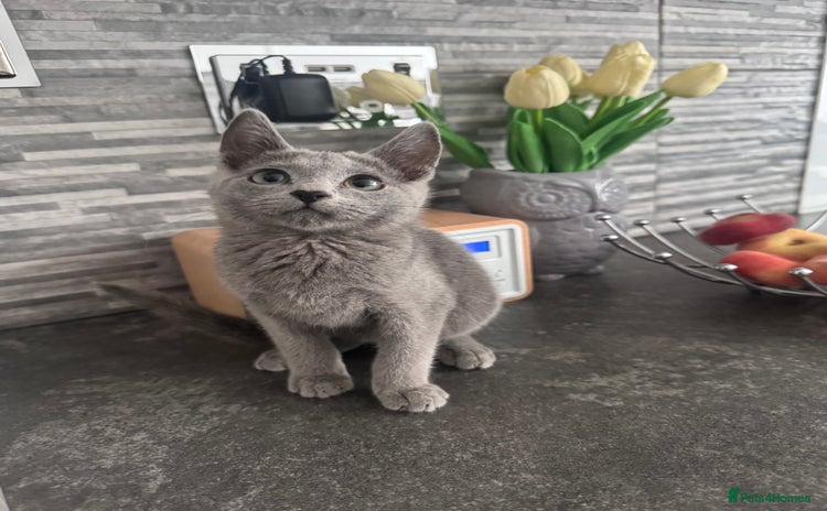 Russian Blue cats - Advert 18