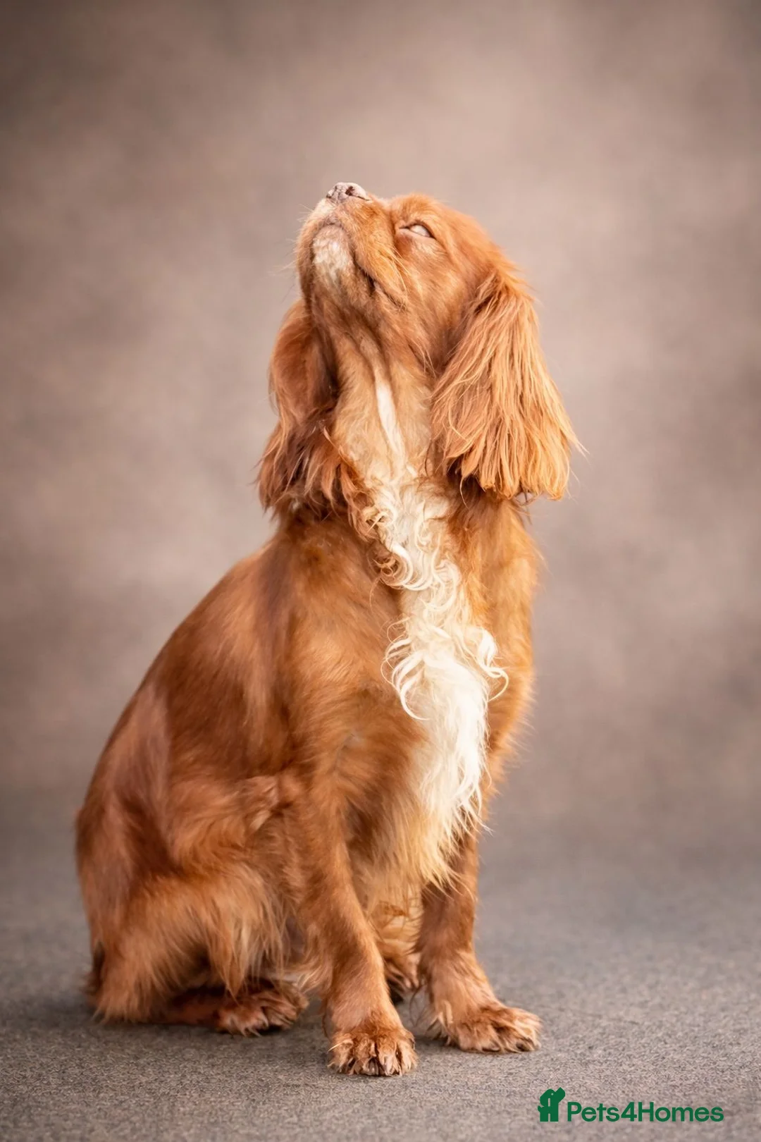 Cavalier King Charles Spaniel dogs for sale: Ruby Chocolate Cavalier for sale - Advert 1