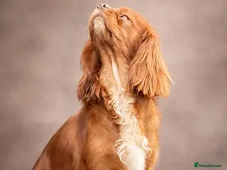 Cavalier King Charles Spaniel dogs Ruby Chocolate Cavalier for sale - Advert 17