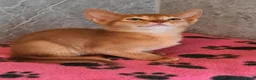 Abyssinian cats for sale: Pedigree tica reg Abyssinians - Advert 10