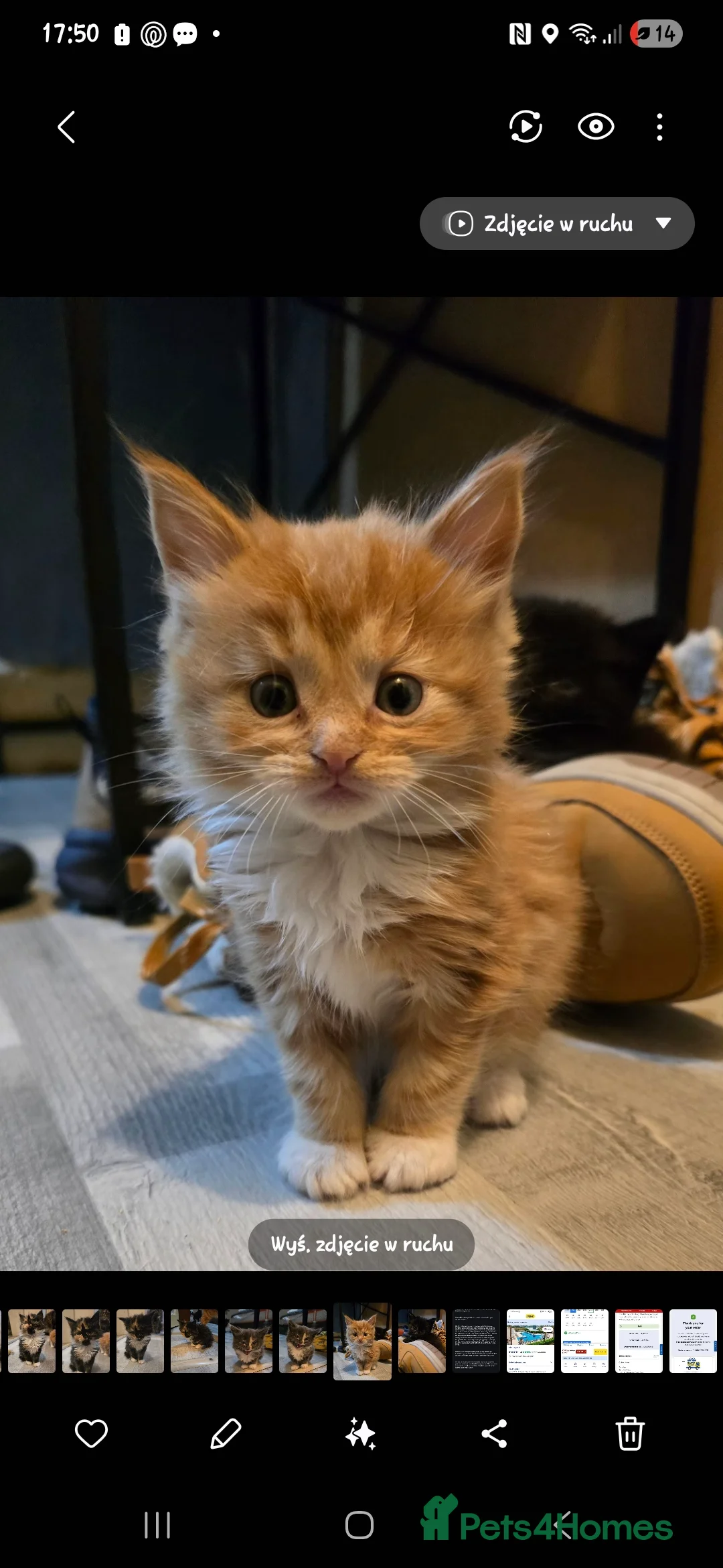 Maine Coon cats for sale: Maine coon  - Advert 6