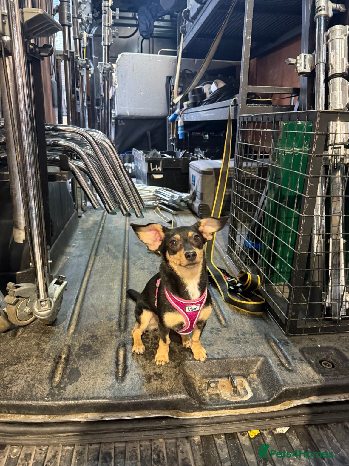 Mixed Breed dogs needs rehoming  - Advert 13