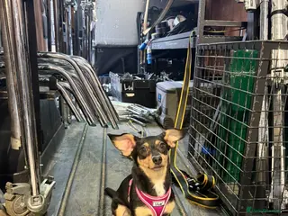 Mixed Breed dogs needs rehoming - Advert 13