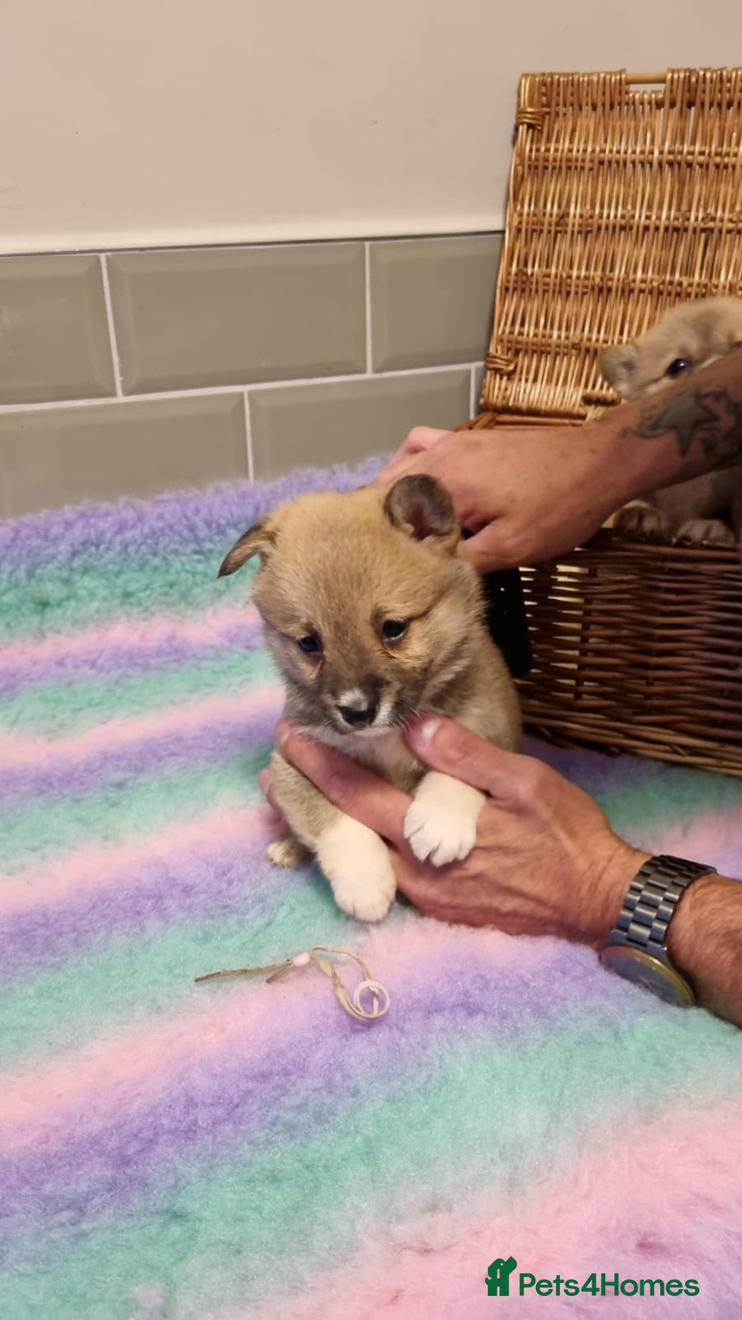 Mixed Breed dogs for sale: Corgi-Inus 💙 Just 1 BOY LEFT - Image 12