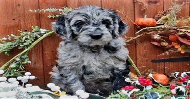 Goldendoodle dogs - Advert 13
