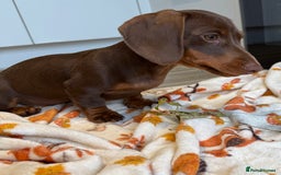 Miniature Dachshund dogs for sale: Perfect Miniature dachshund  - Image 4