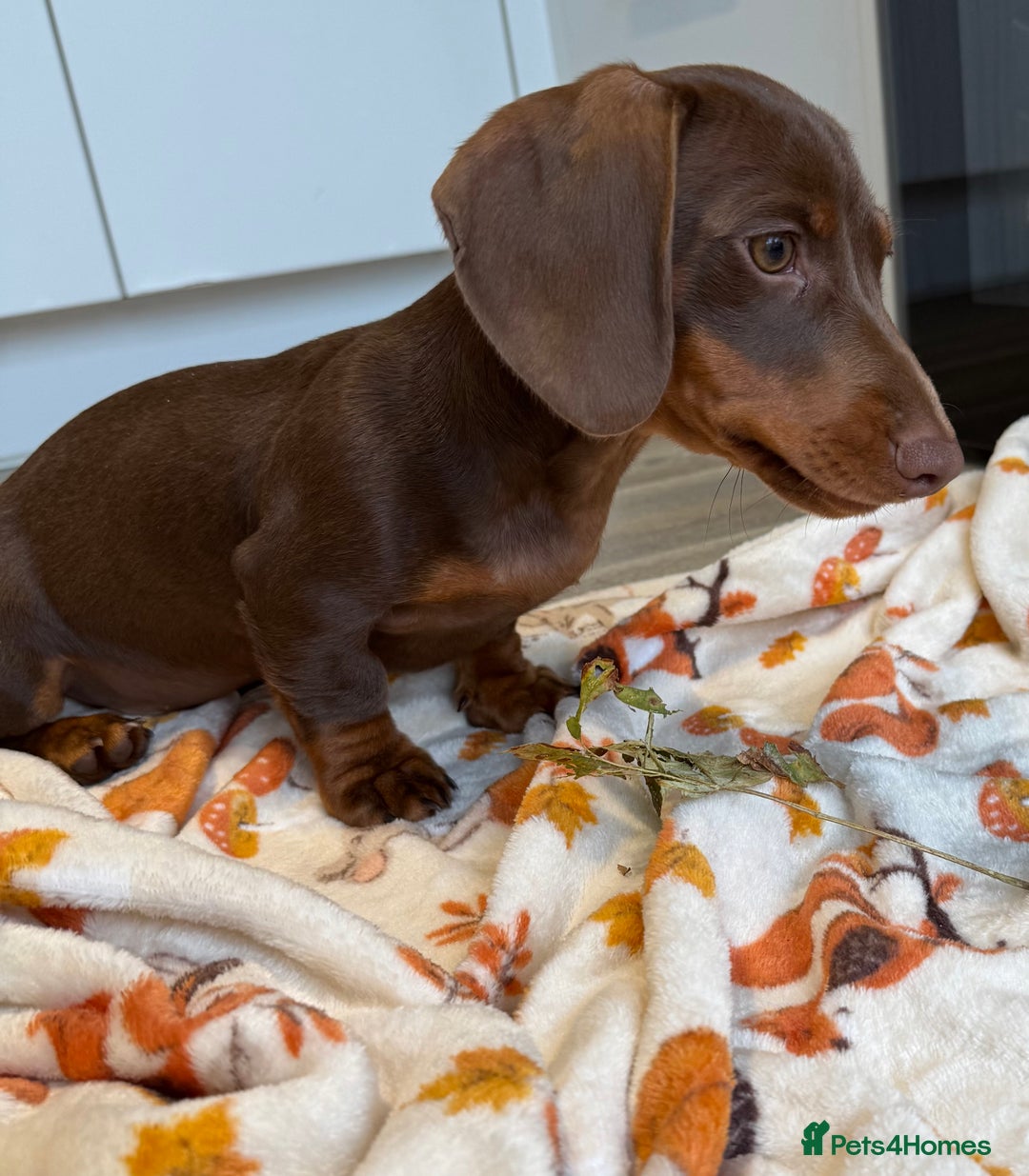 Miniature Dachshund dogs for sale: Perfect Miniature dachshund  - Image 4