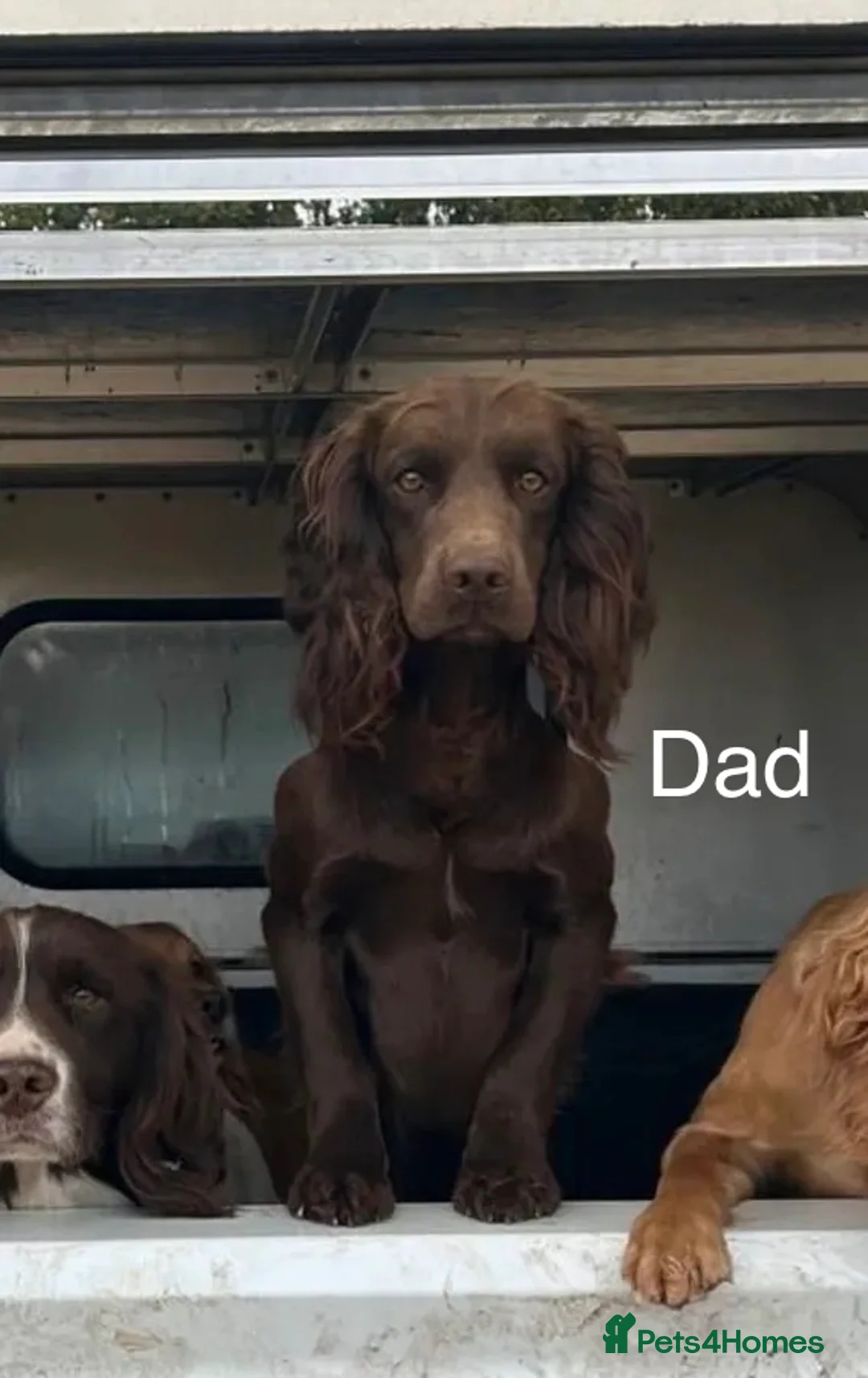 Cocker Spaniel dogs for sale: Outstanding Working Cocker Spaniel Puppy Female - Advert 15