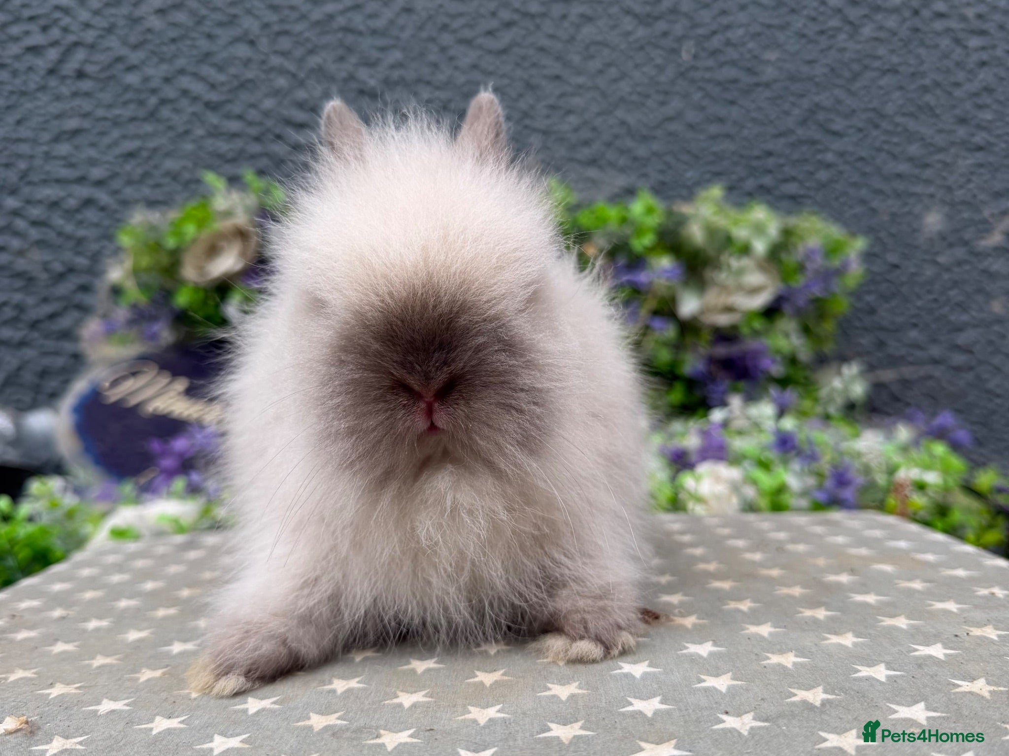 Lionhead rabbits Gorgeous purebred lionheads ready now  - Advert 21