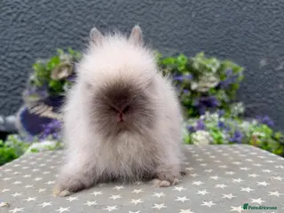 Lionhead rabbits Gorgeous purebred lionheads ready now - Advert 1