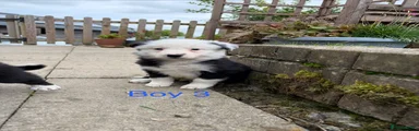 Boy 3