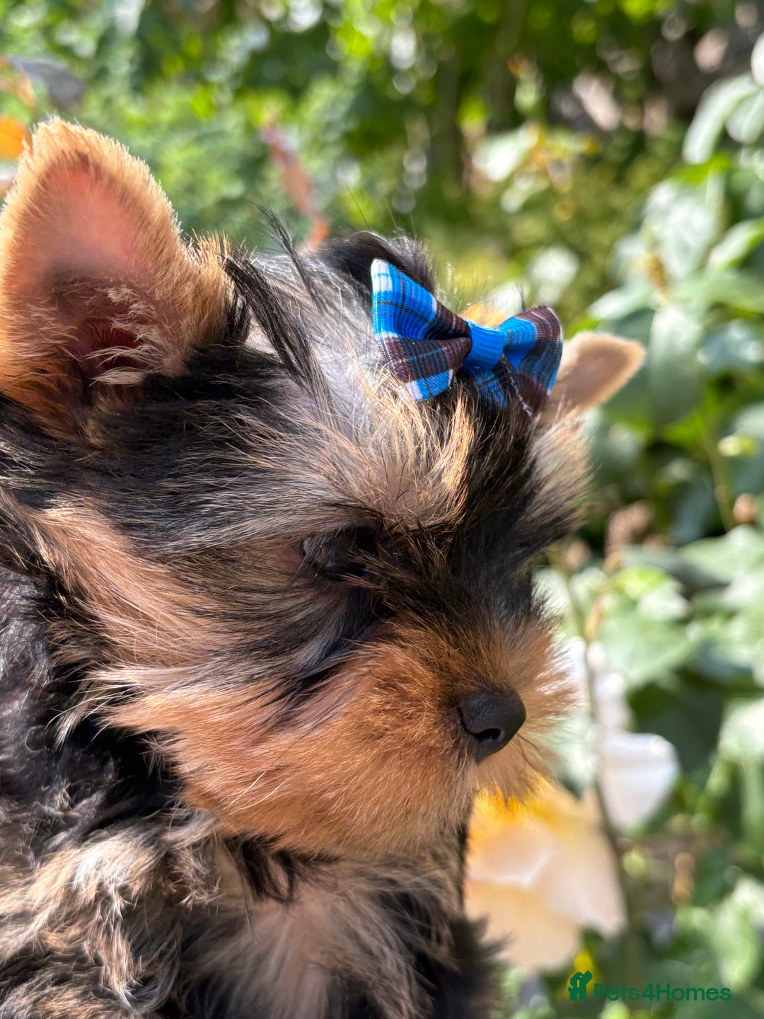 Yorkshire Terrier dogs for sale: Outstanding KC reg purebred Yorkshire terriers - Image 6