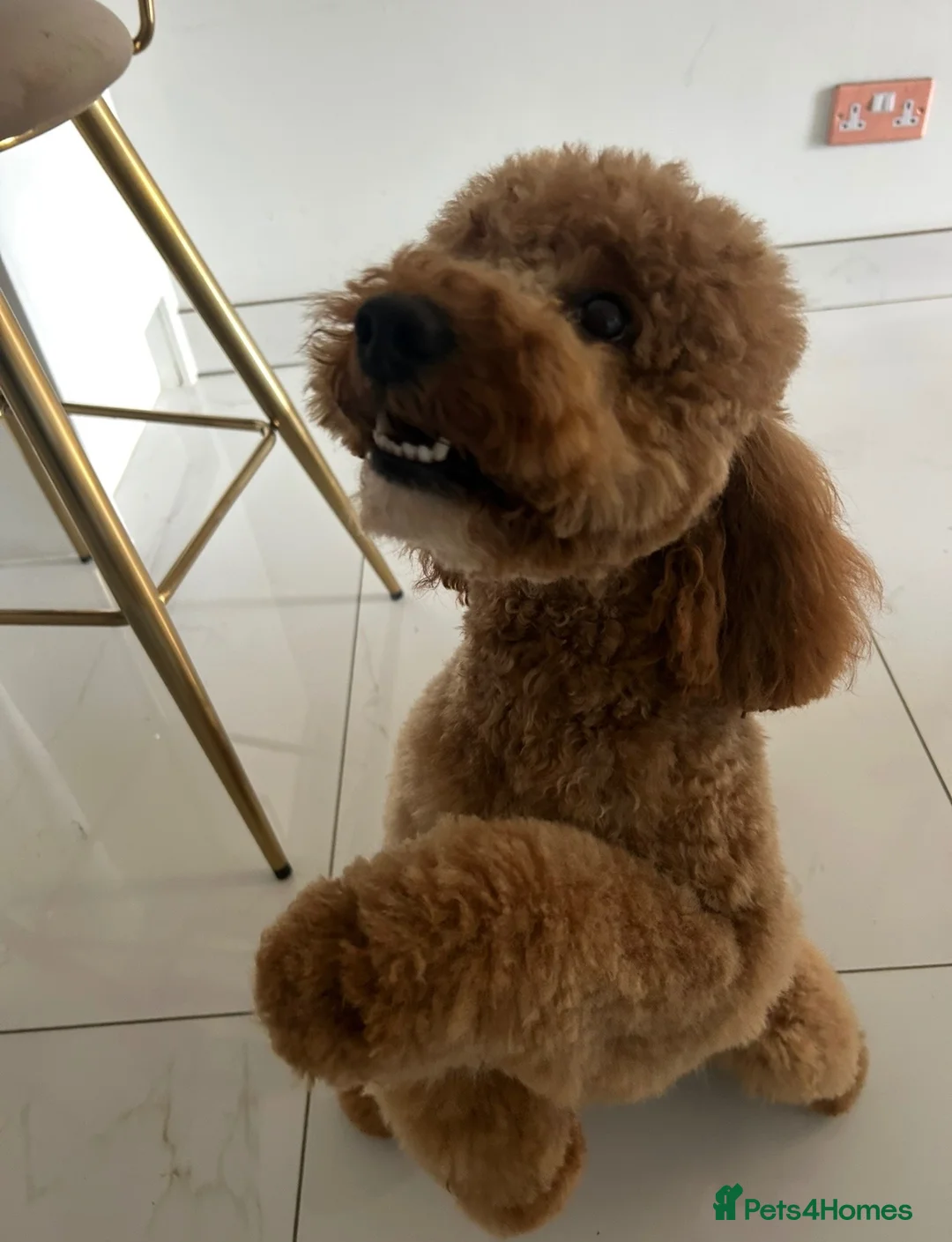 Cavapoo dogs for sale: 5 star licensed Cavapoo home breeder wait list  - Advert 14