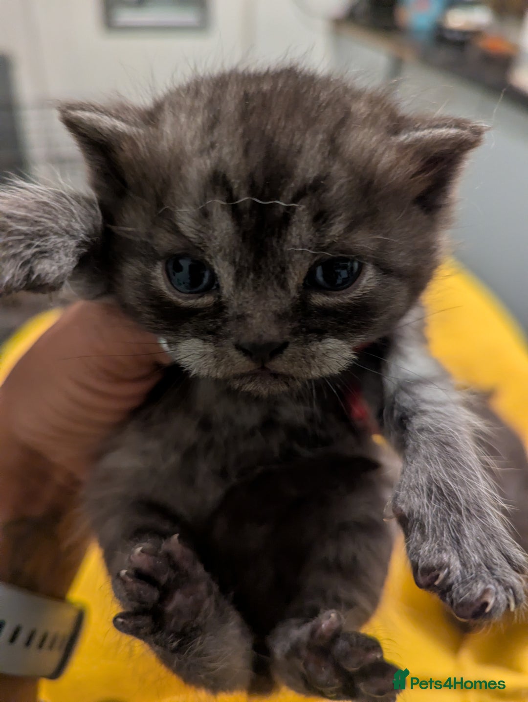 British Shorthair cats for sale:  🐾 BSH Blue,Chocolate& Tabby– Whiskers Kittens 🐾 - Image 15