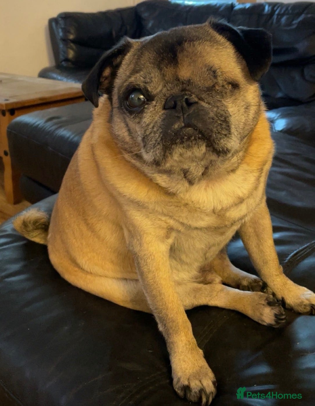 Pug dogs for sale: 8 year old Pug Looking for a Forever Home 🐶❤️ - Advert 23