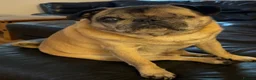 Pug dogs for sale: 8 year old Pug Looking for a Forever Home 🐶❤️ in Mansfield - Advert 1
