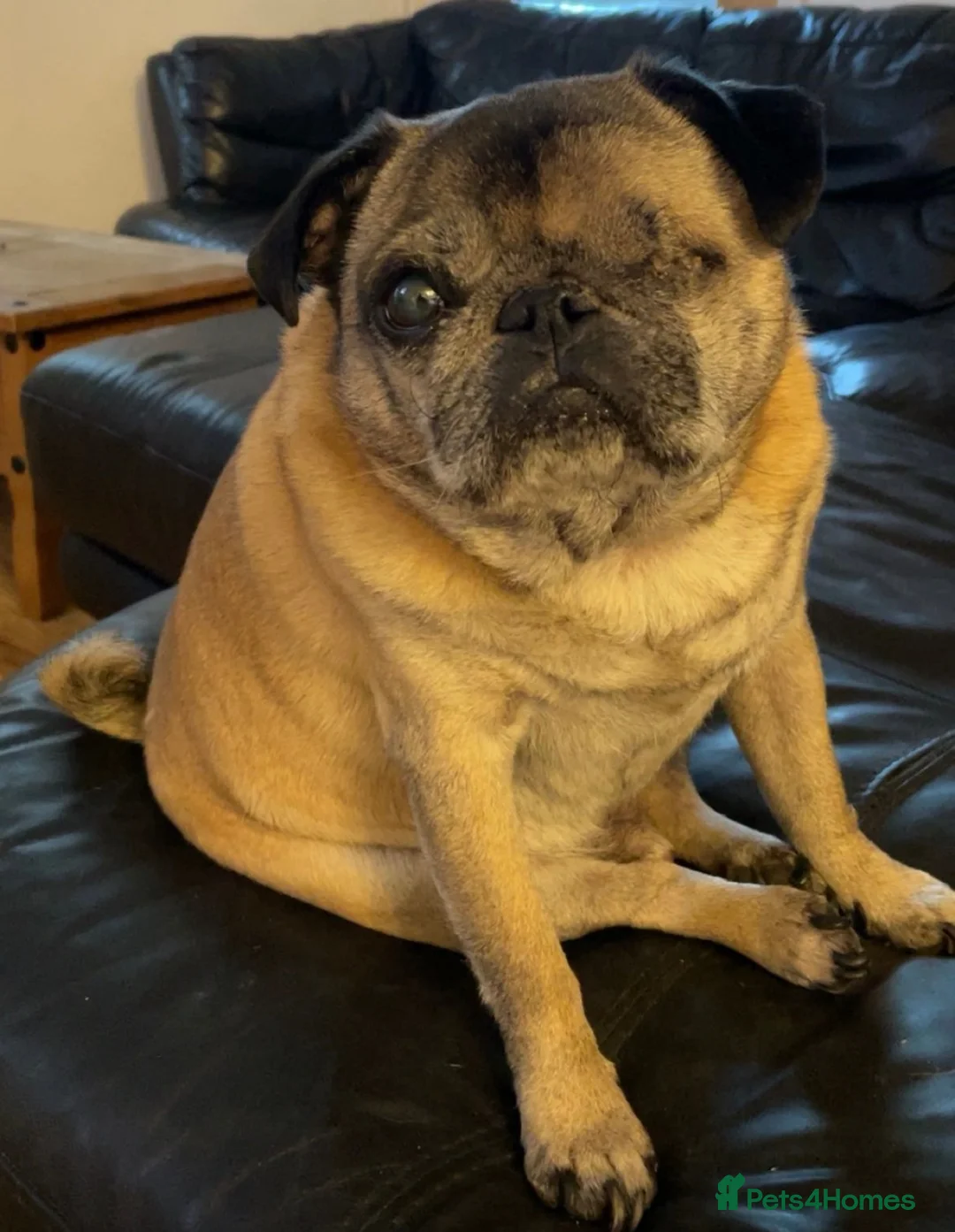Pug dogs for sale: 8 year old Pug Looking for a Forever Home 🐶❤️ in Mansfield - Advert 1