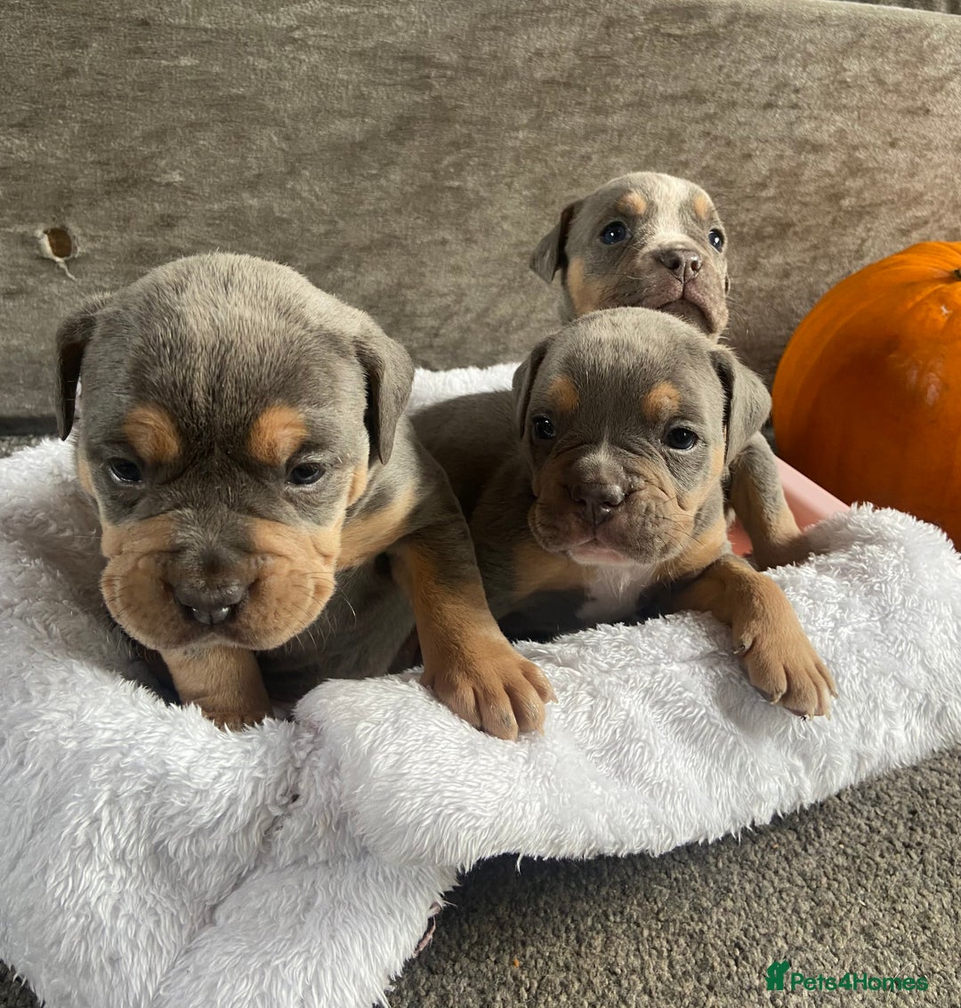 Dorset Olde Tyme Bulldogge dogs for sale: N.E.B.B.R fluffy carriers olde tyme bulldogs - Image 2