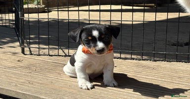 Jack Russell dogs - Advert 9