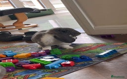 French Lop rabbits for sale: Giant French lop - Image 4