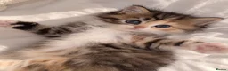 British Longhair cats for sale: Scottish straight x British longhair kitten! - Advert 10
