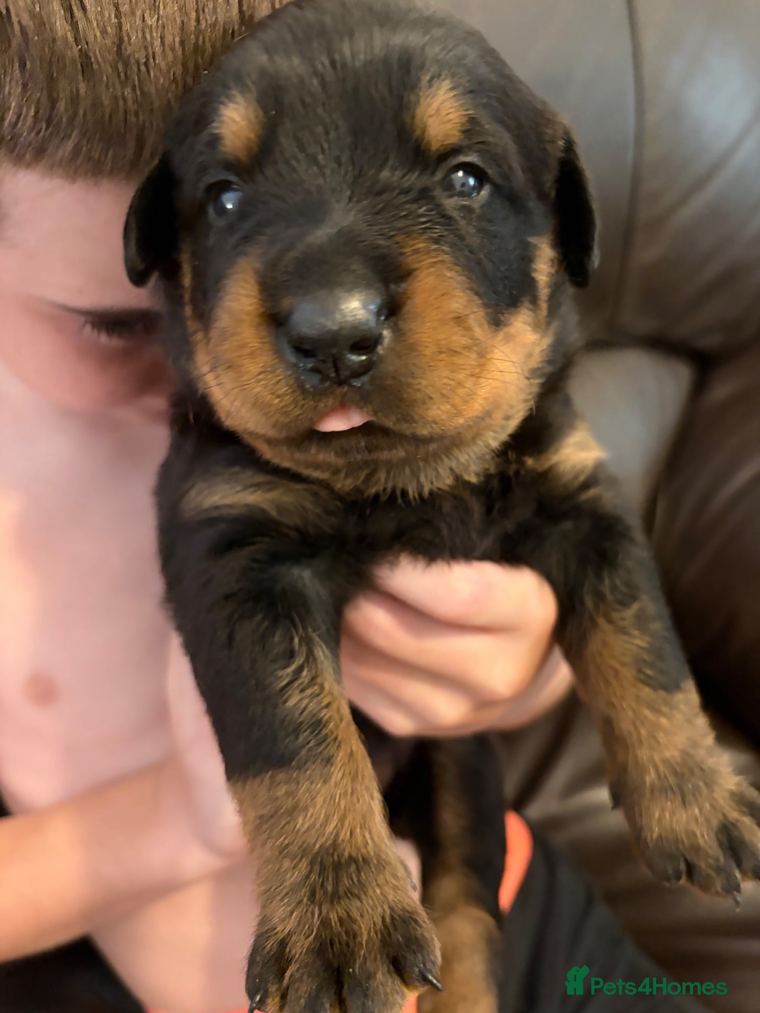 Rottweiler dogs Champion bloodline Rottweiler puppies. - Advert 2