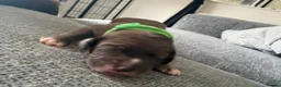 Mixed Breed dogs for sale: Gorgeous cane corso cross springer puppies  - Advert 5