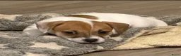 Mixed Breed dogs for sale: 3/4 Jack Russell puppies  in Esher - Advert 12