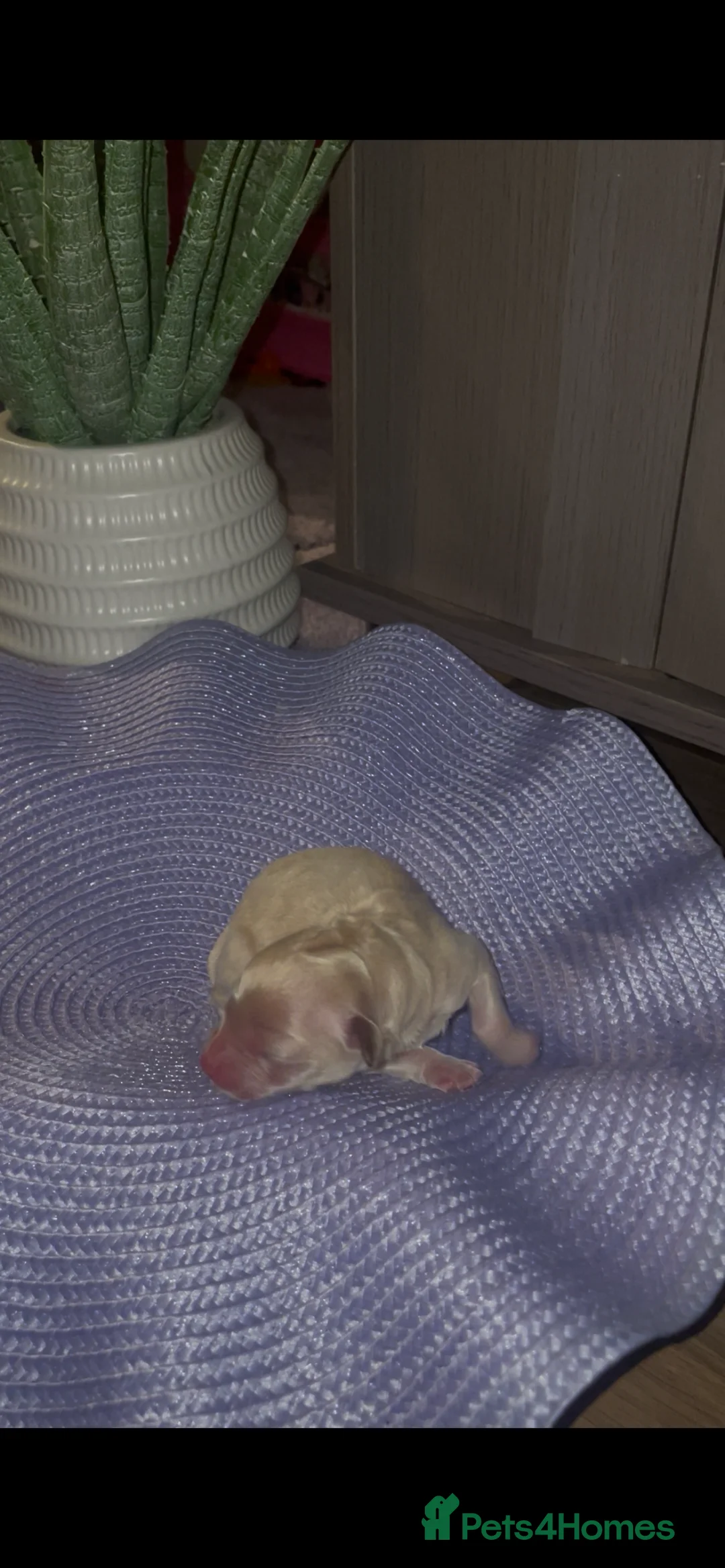 Mixed Breed dogs for sale: Toy poodles  - Advert 6