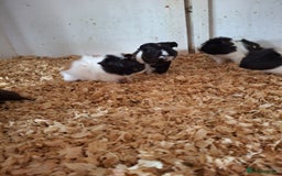 Guinea Pig rodents for sale: Female guinea pigs, various ages - Image 4