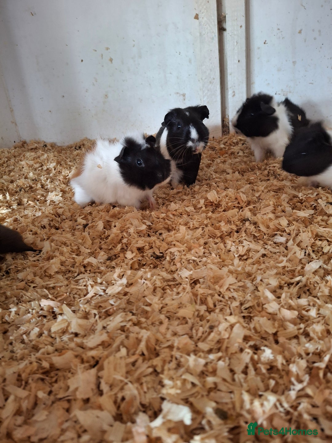 Guinea Pig rodents for sale: Female guinea pigs, various ages - Image 4