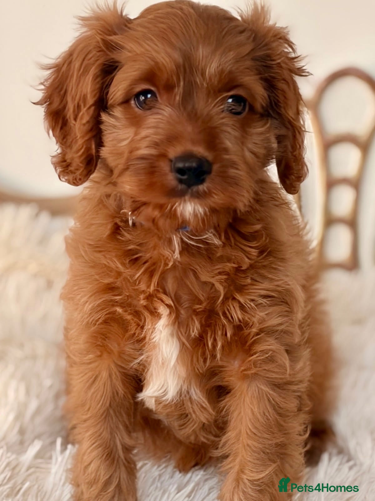 Cavapoo dogs F1 beautiful red cavapoo puppies Family raised - Advert 2