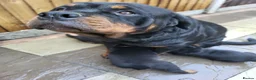 Rottweiler dogs for sale: Rottweiler pupps for sale  - Advert 9
