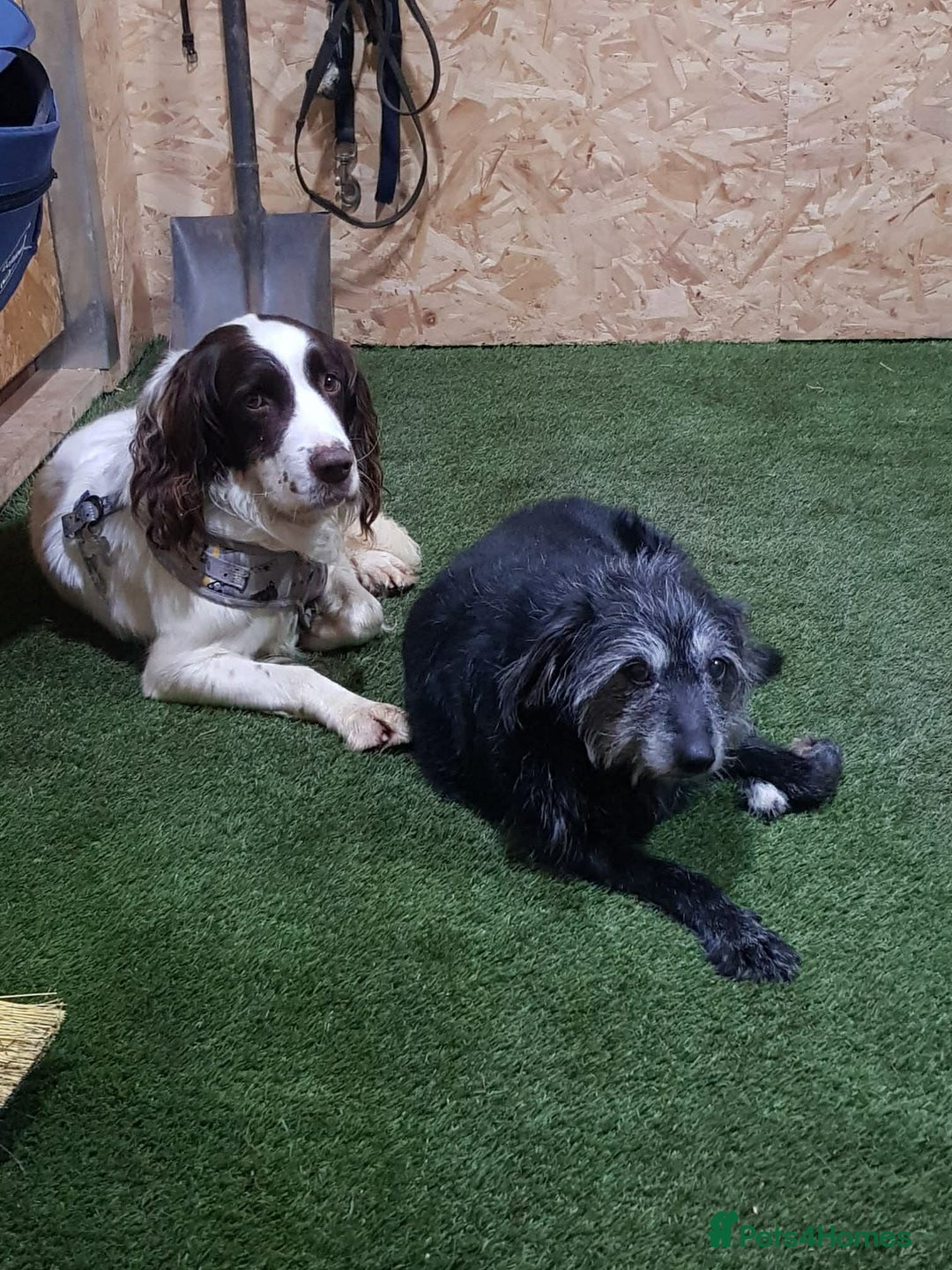 English Springer Spaniel dogs for adoption: Wonderful, gentle boy, Jazzie in Solihull - Advert 4