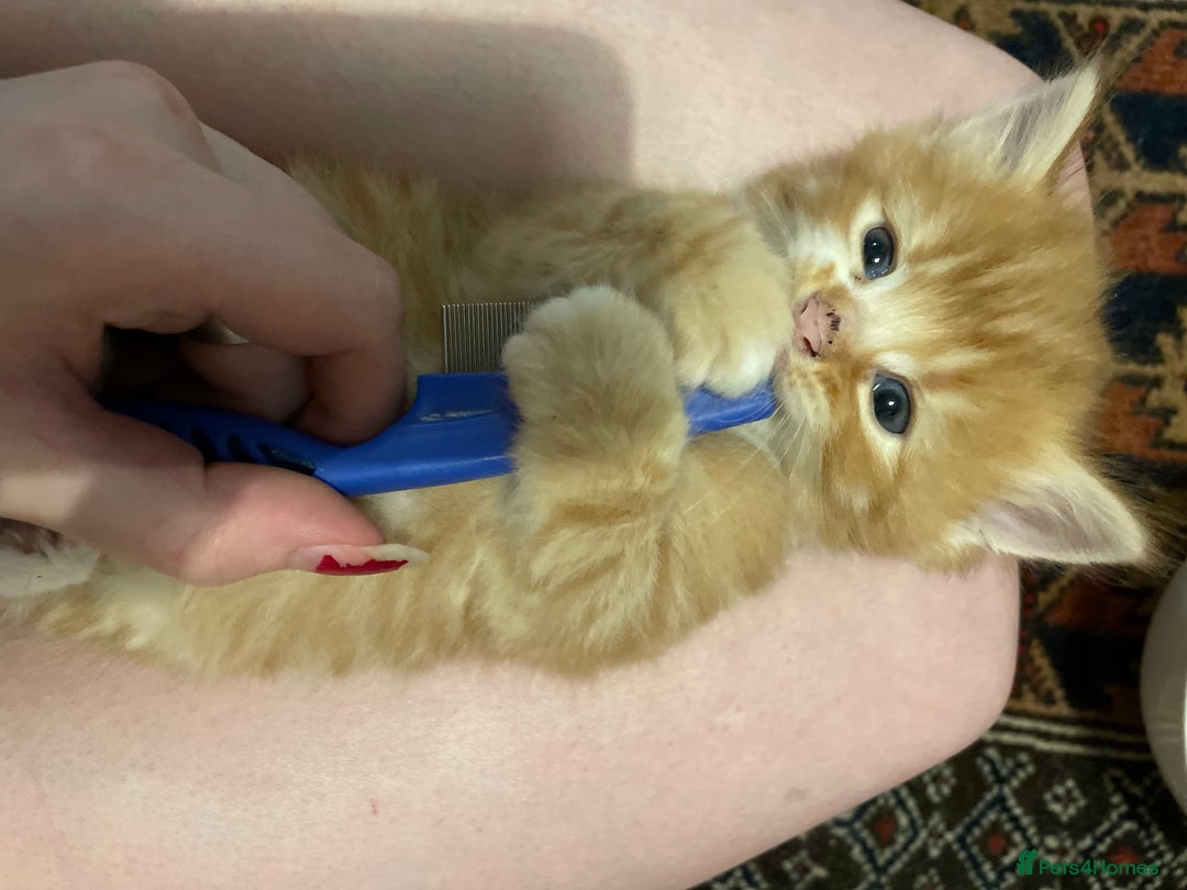 Domestic Shorthair cats for sale: litter of ginger and tuxedo kittens all boys - Image 6