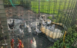 Ducks poultry for sale: Muscovy Duck and Ducklings  - Image 2